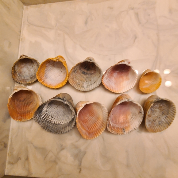 Lot of 10 Atlantic Giant Cockle Shells Dinocardium Vobustum Nautical Seashells - Picture 4 of 8